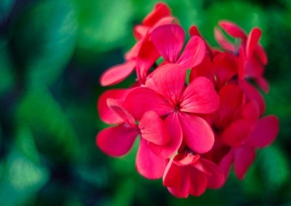 flores primavera hogar