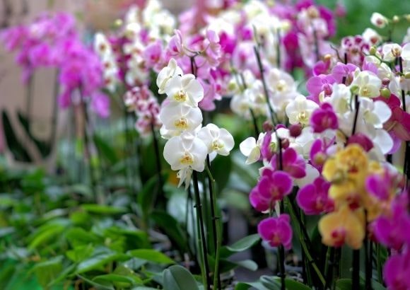 flores primavera hogar