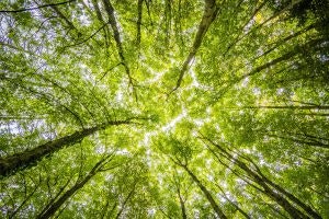 medio ambiente